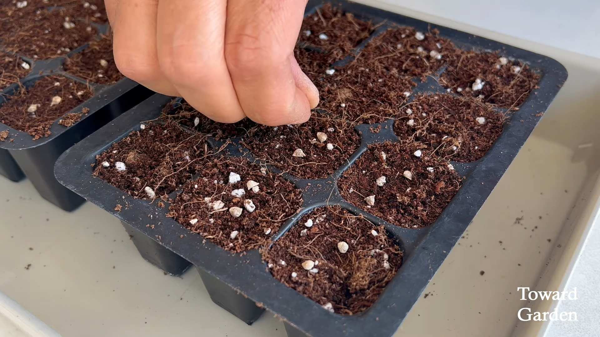 Spinat anbauen in der Küche