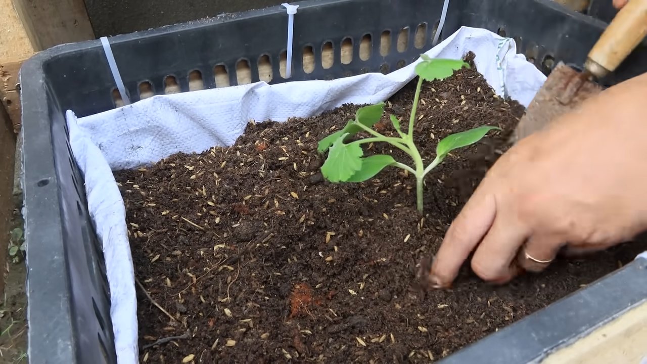 Zucchini anbauen Küche