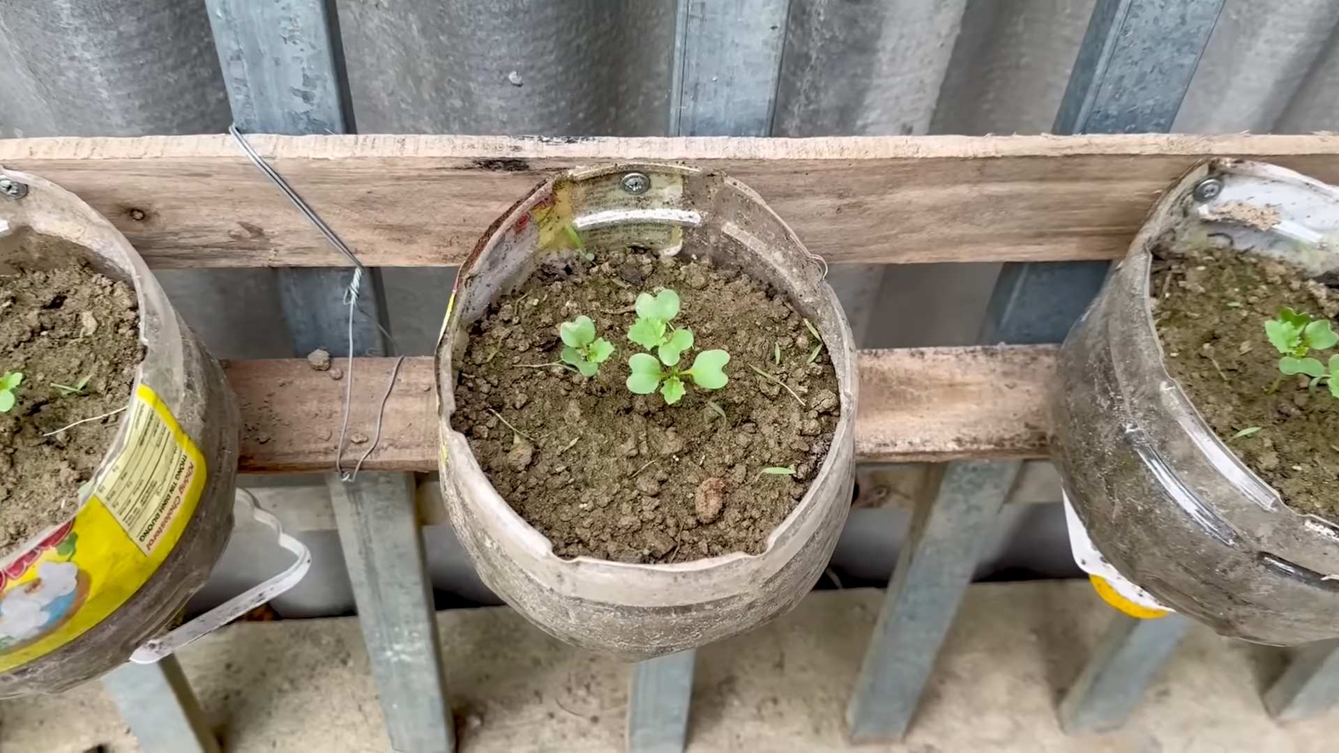 Grünkohl zu Hause anbauen