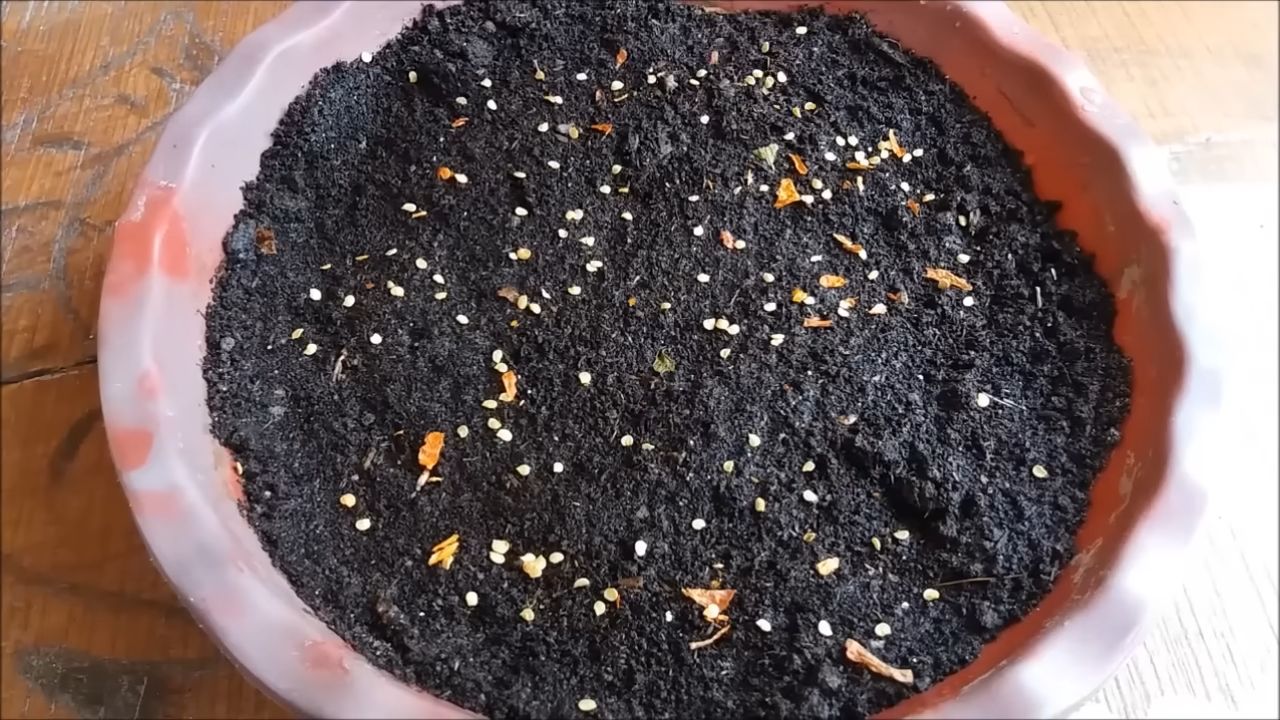 Chili selber anbauen Küche