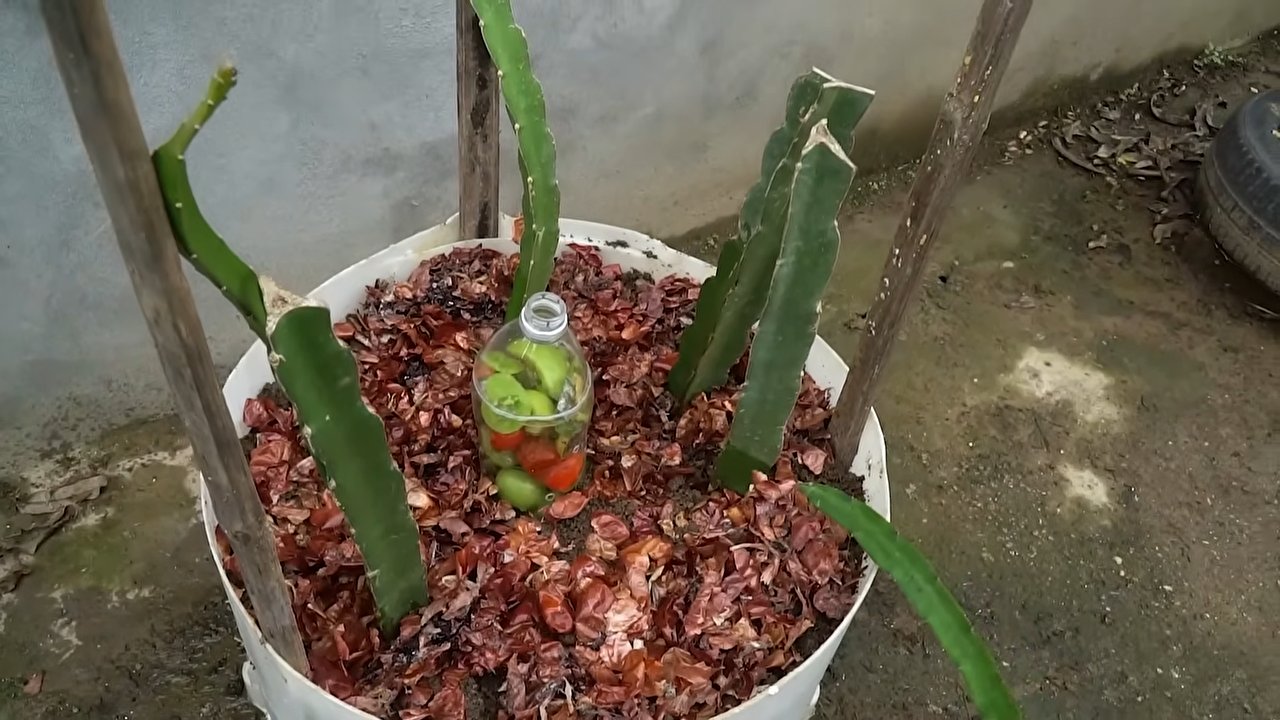 Drachenfrucht Anbau Zuhause