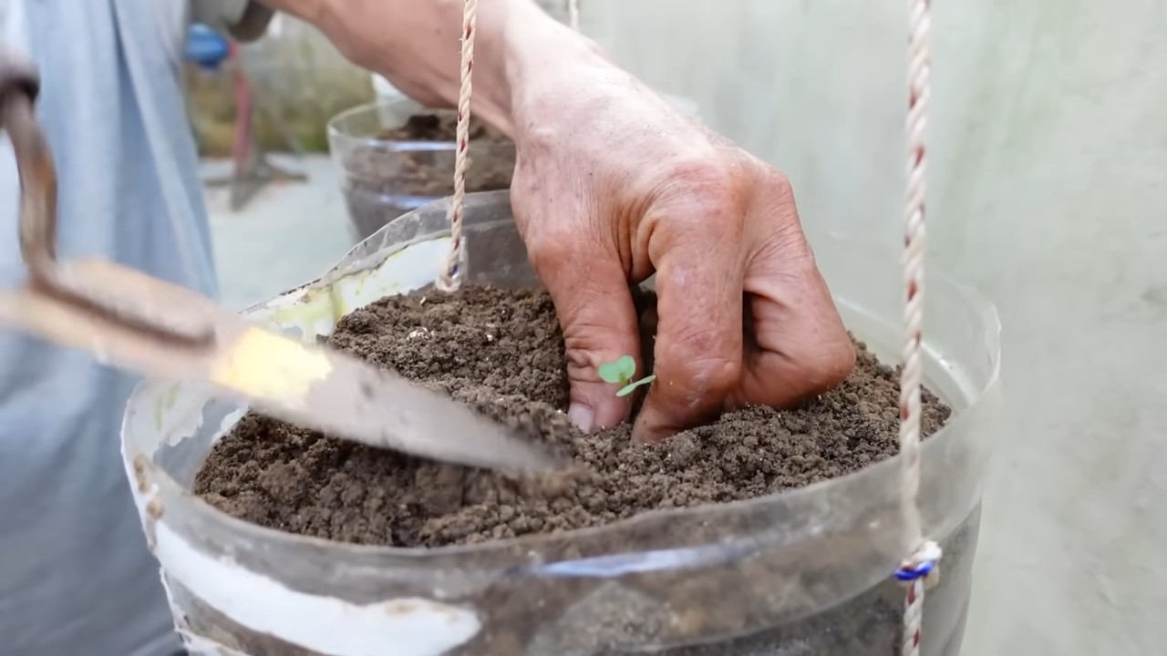 Kohl im Gemüsegarten anbauen