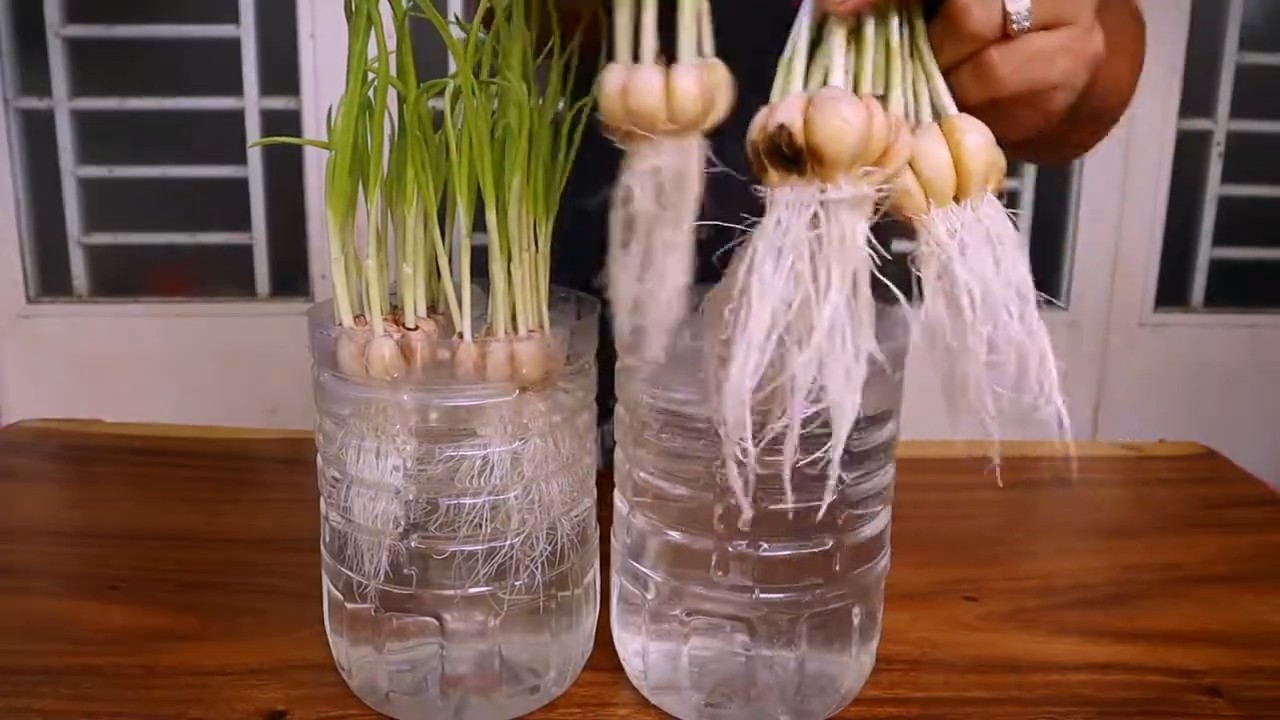 Knoblauch anbauen zu Hause