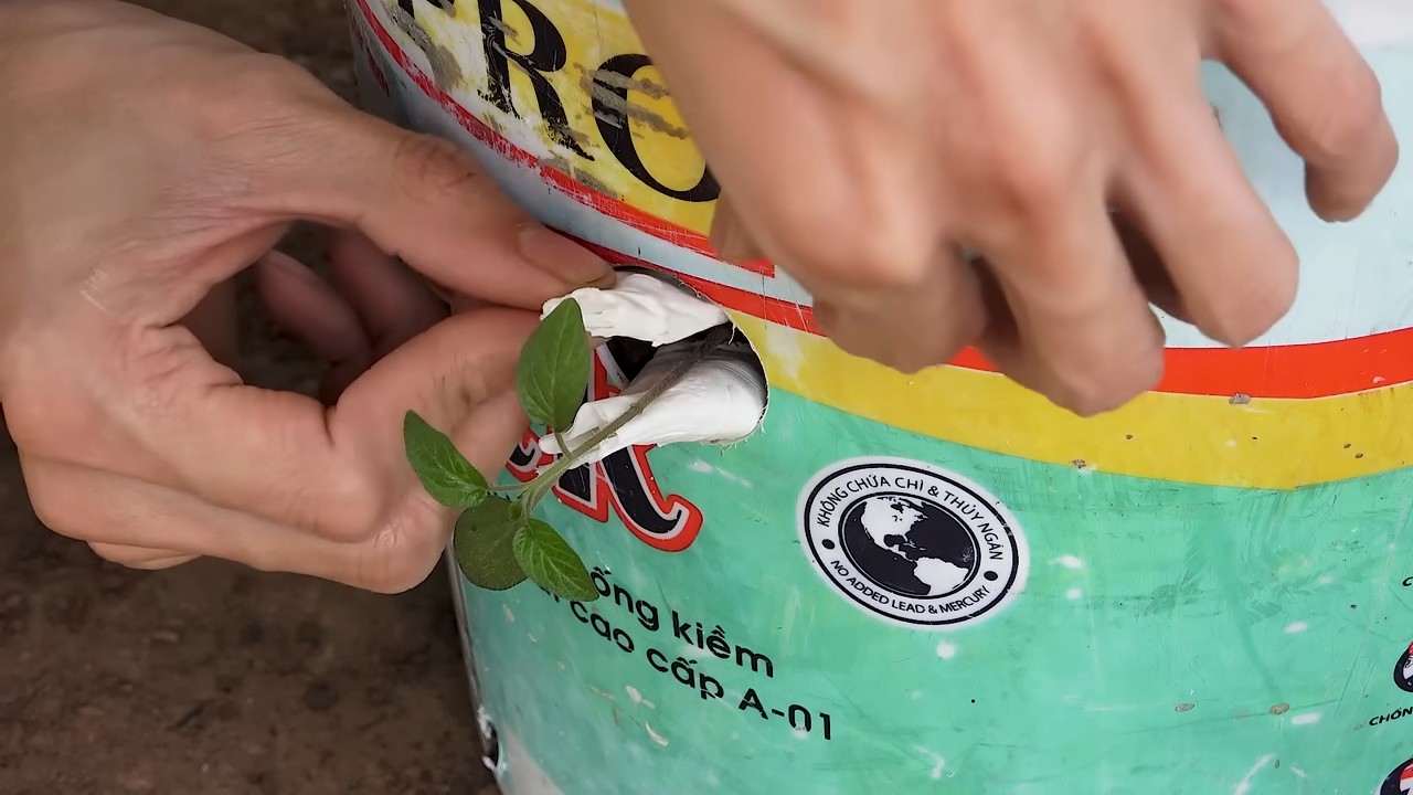 Tomaten im Plastikbehälter anbauen