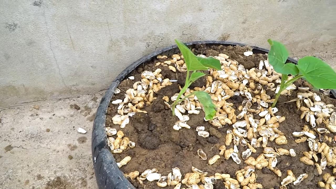 Kürbisse Anbauen Ertragreich