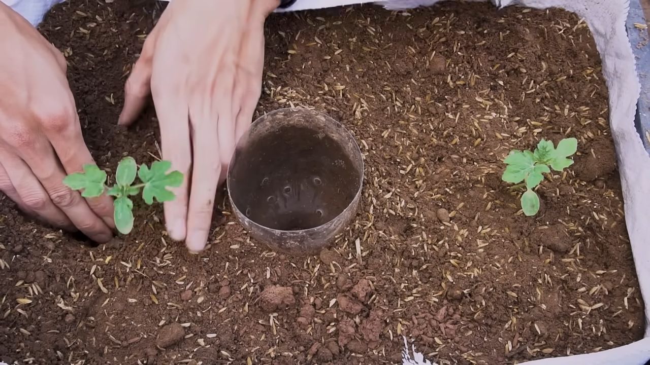 Wassermelone Anbau Hängematte Anfänger