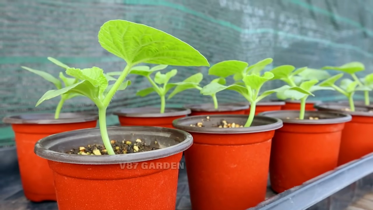 Cantaloupe Anbau Küche