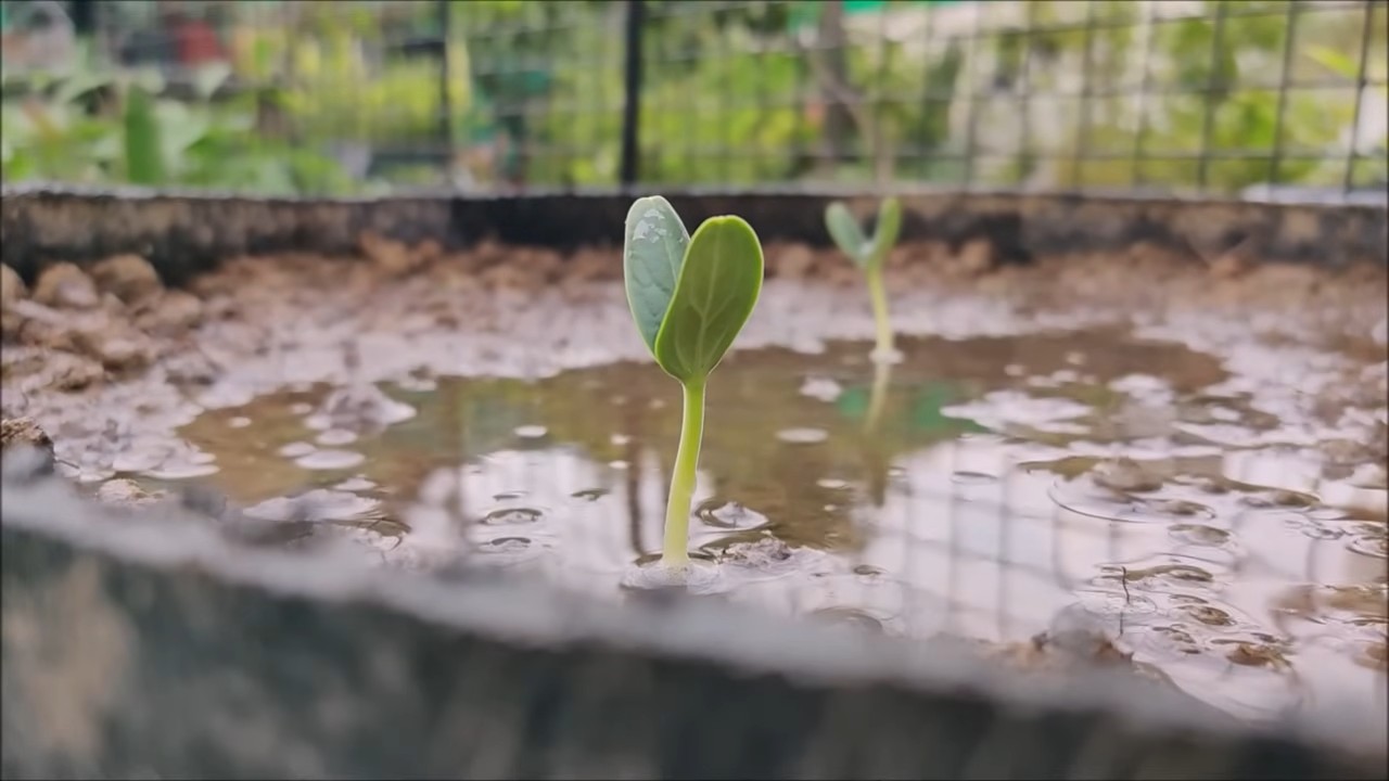 Flaschenkürbis anbauen Küche