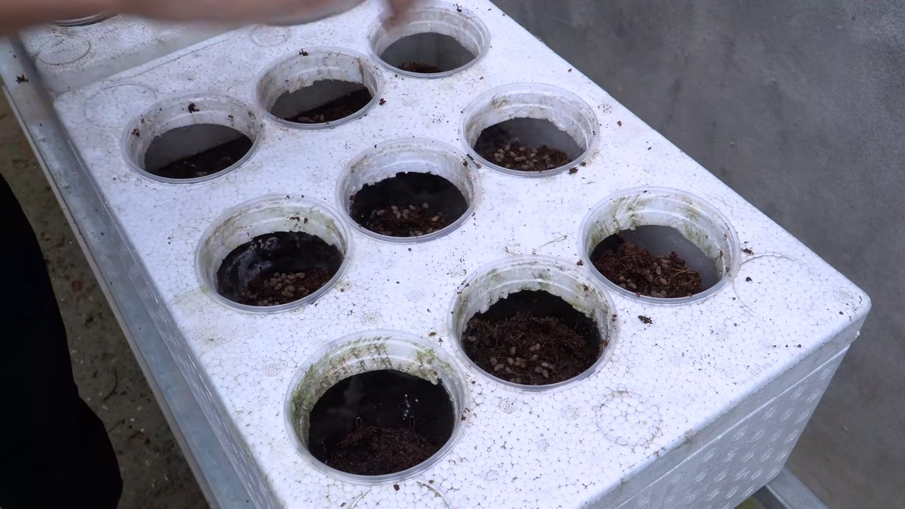 Wasserspinat einfach zu Hause anbauen
