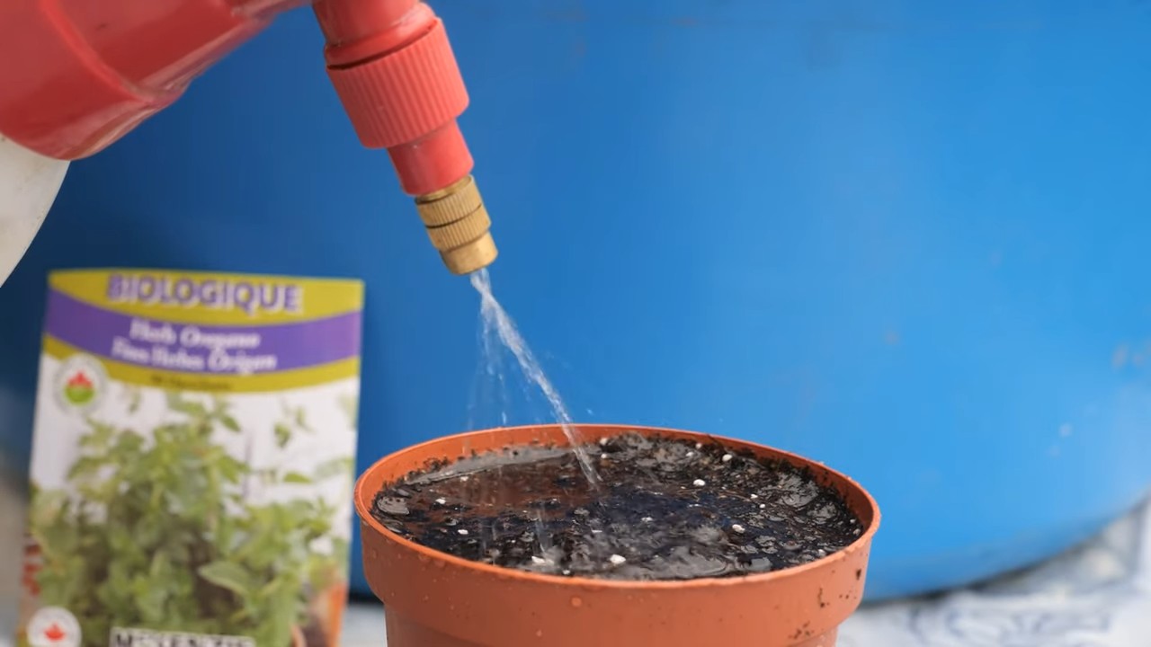 Oregano anbauen Küche