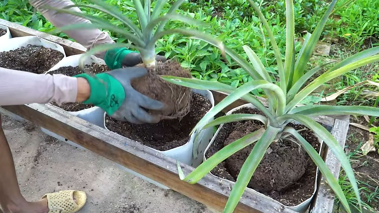 Ananas zu Hause anbauen
