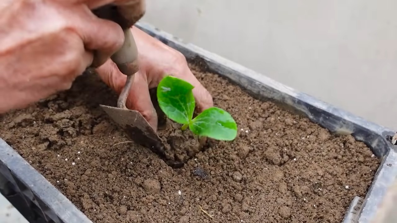 Zucchini Anbau Zuhause