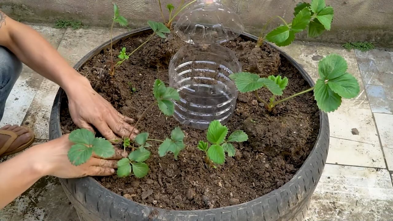 Erdbeeren anbauen: Tipps & Tricks
