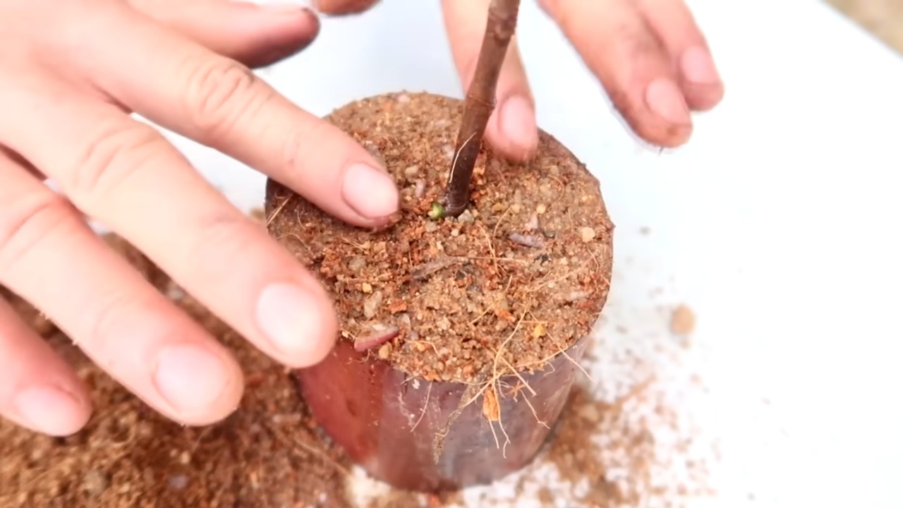 Jackfrucht zu Hause anbauen