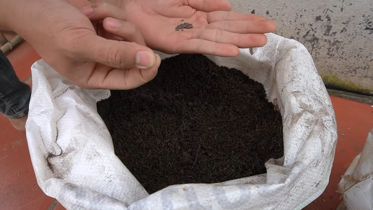 Kohl anbauen ohne Garten