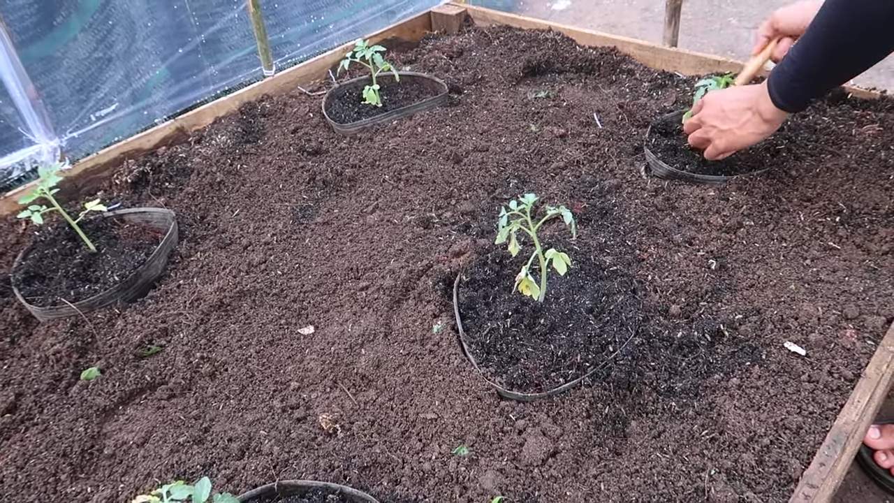 Tomatenpflanze ganzjährig zum Tragen bringen