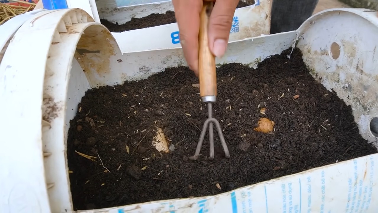 Ingwer anbauen im Garten