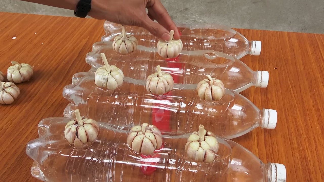 Knoblauch in Wasserflaschen ziehen