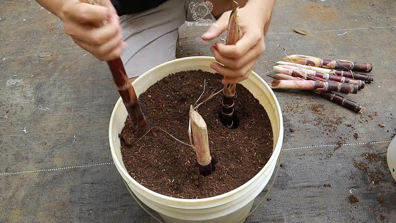 Zuckerrohr Anbau im Eimer