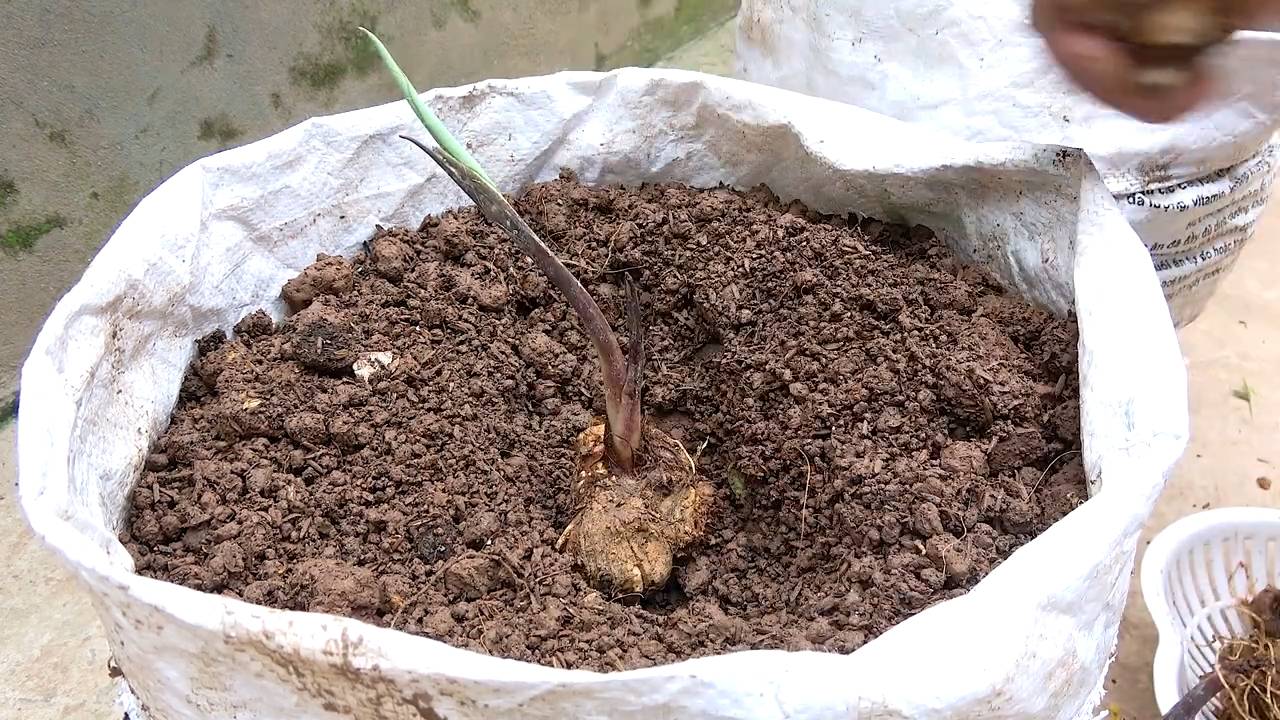 Taro Anbau im Garten