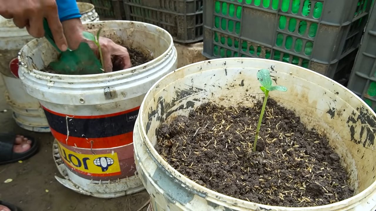 Zucchini selber anbauen