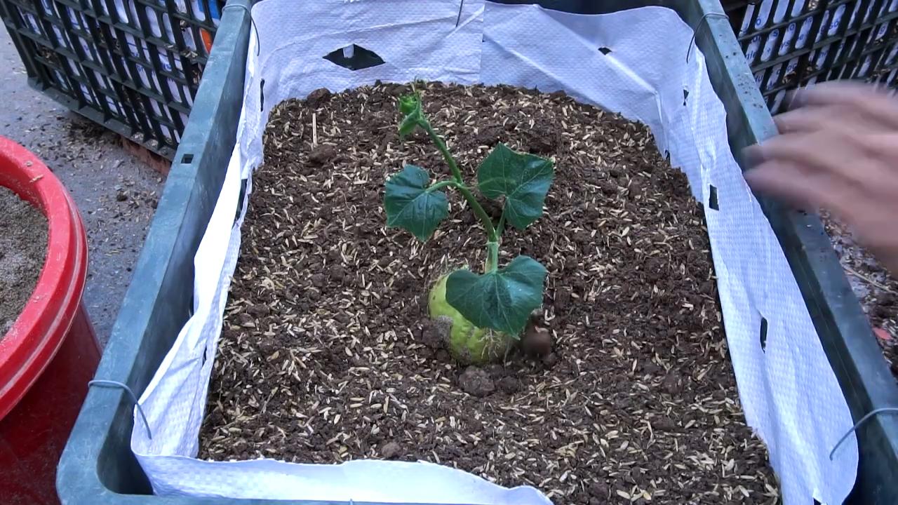Chayote Anbau Geheimnisse