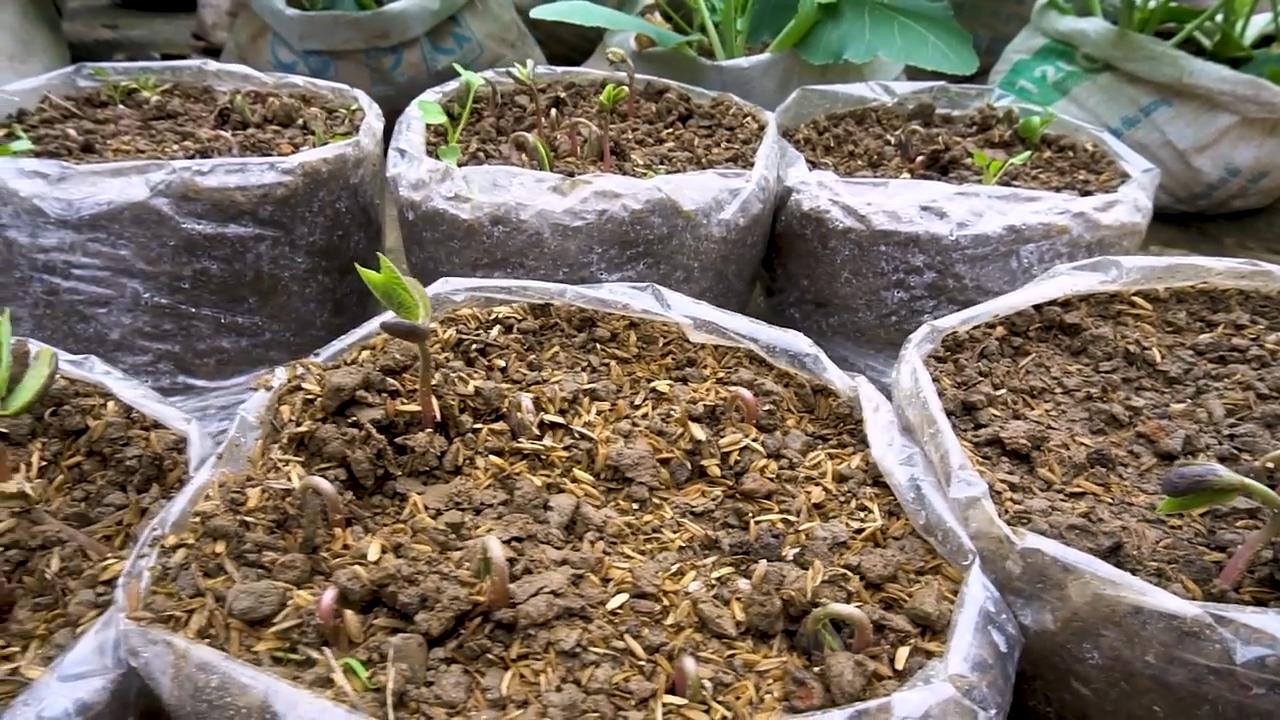 Grüne Bohnen im Plastiksack anbauen
