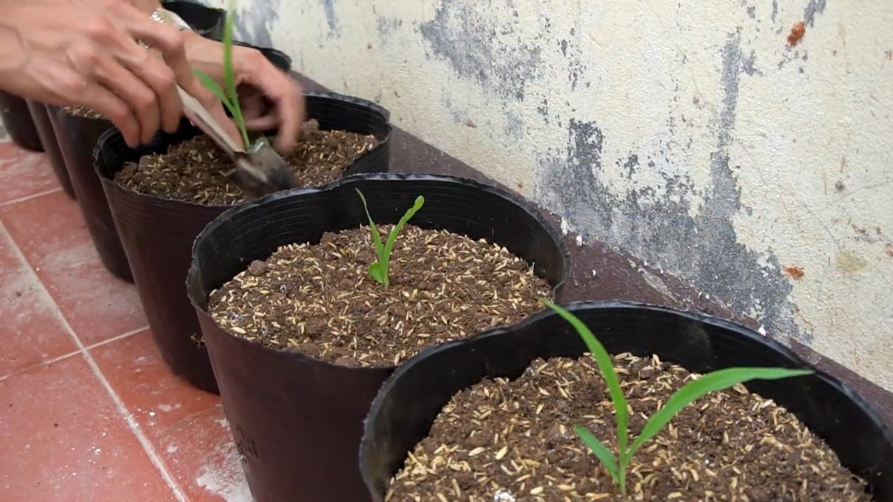 Lila Mais Anbauen DIY