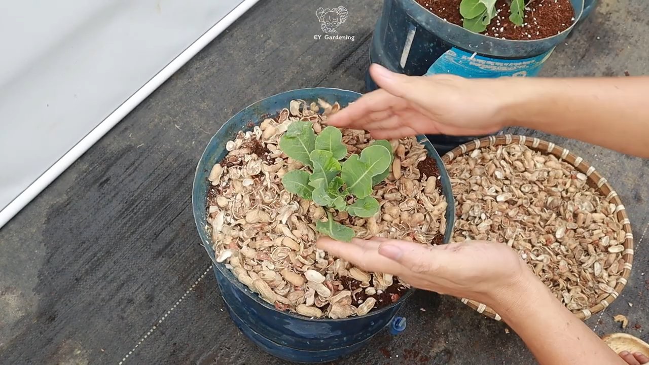 Blumenkohl anbauen wenig gießen