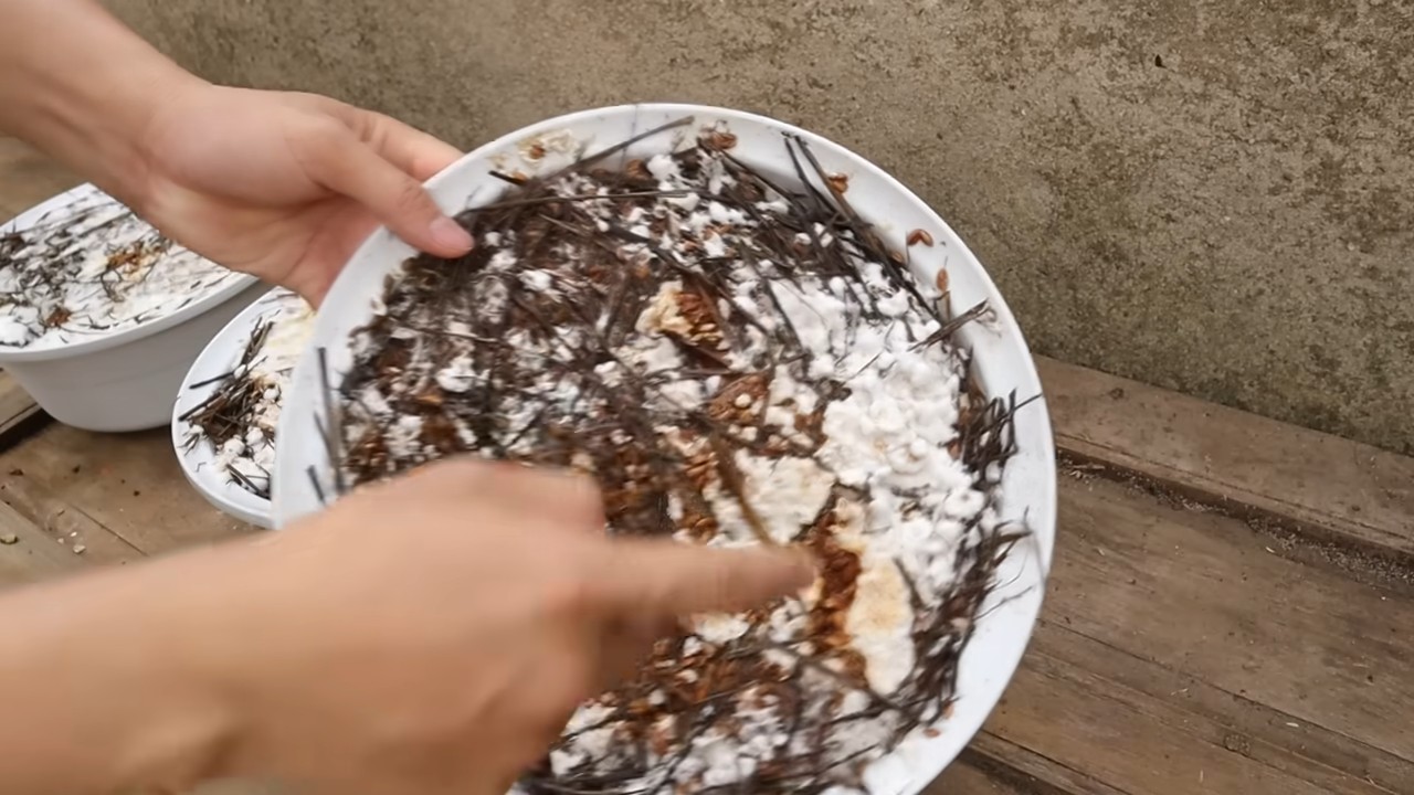Pilze im Topf züchten