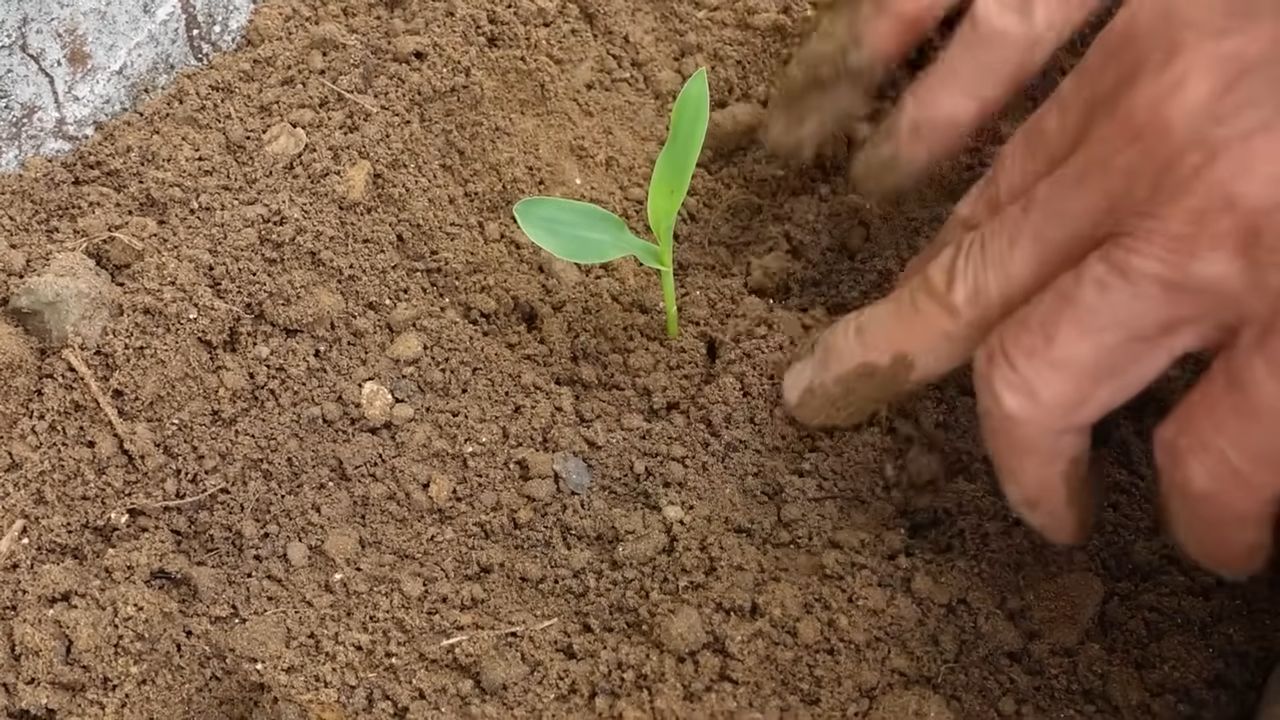 Mais anbauen im Küchengarten