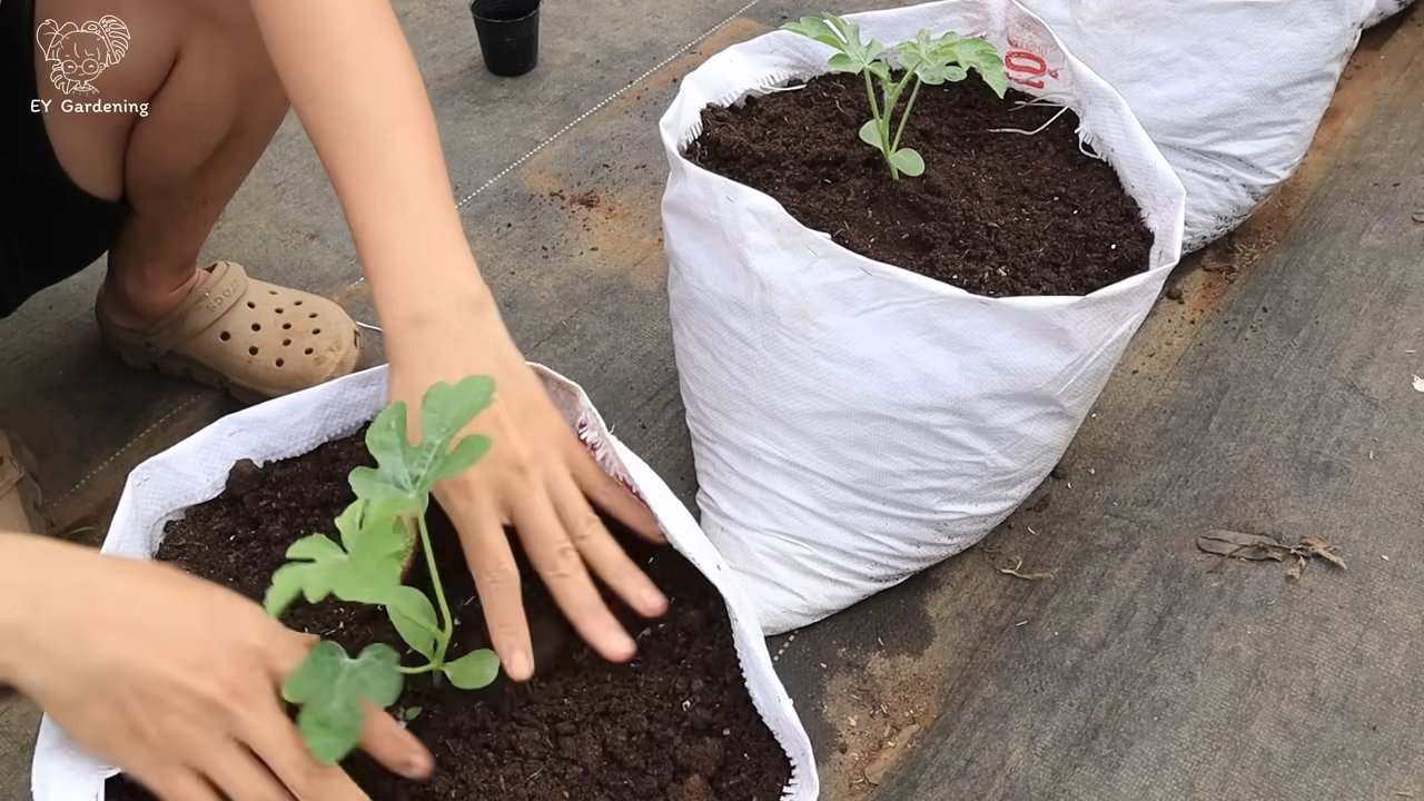 Wassermelone zu Hause anbauen