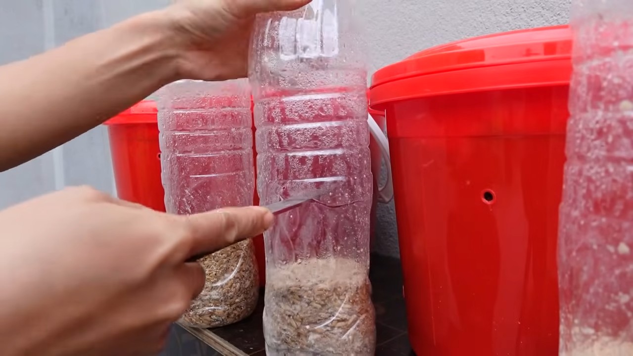 Pilze zu Hause züchten