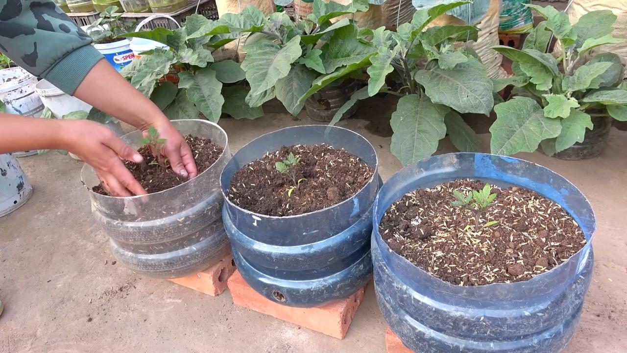Kirschtomaten anbauen hohe Ernte
