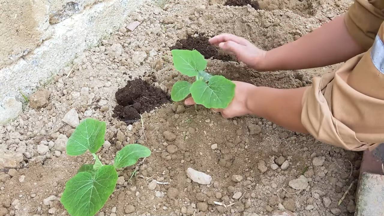 Flaschenkürbis Anbau Einfache Strategie
