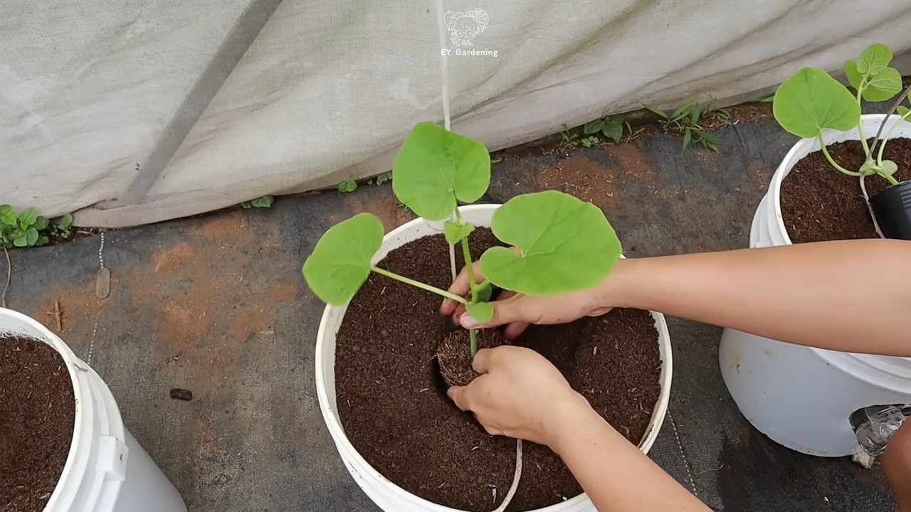 Hängende Melonen Korb selber machen