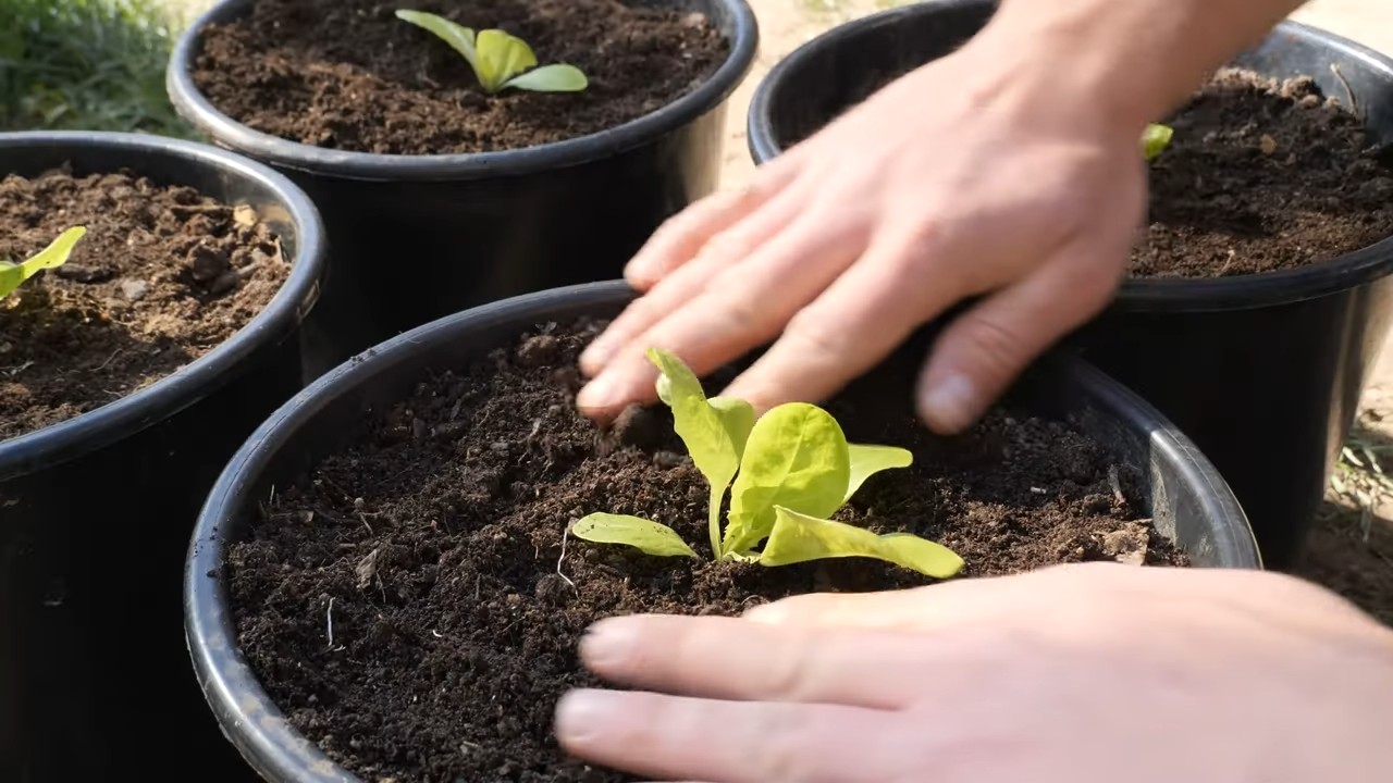 Salat anbauen im Topf