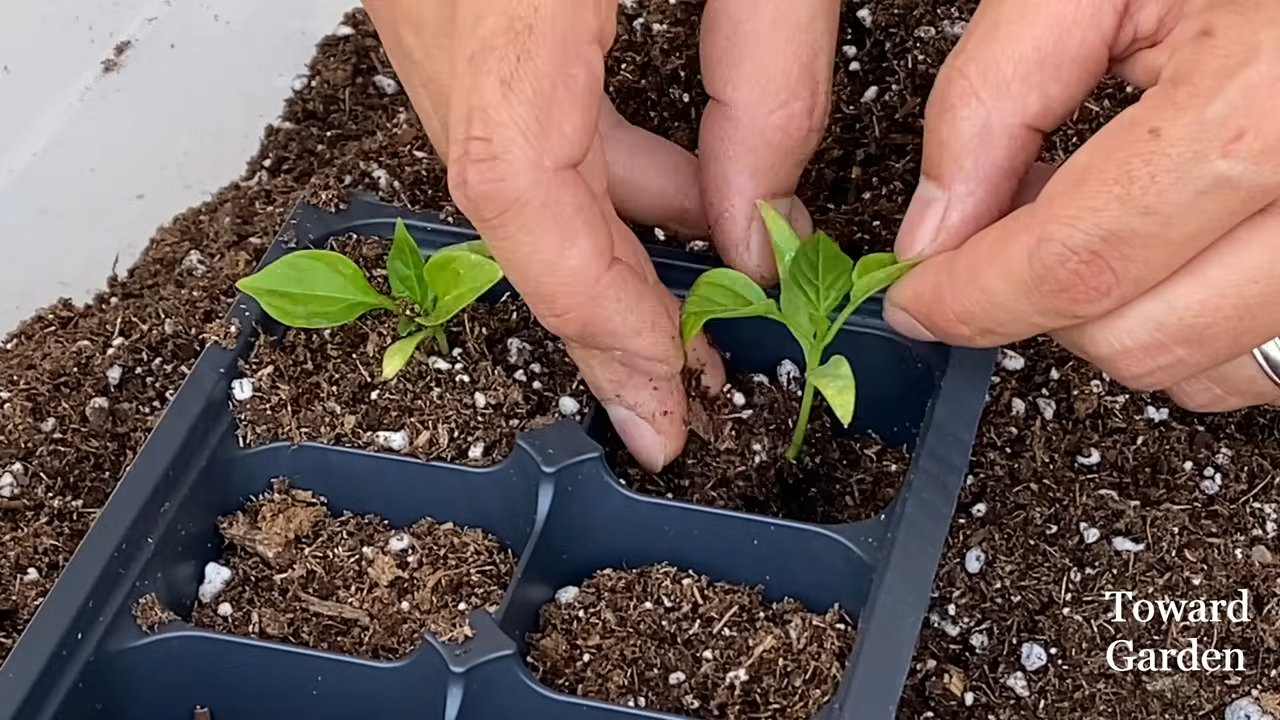 Paprika Ernten im Topf