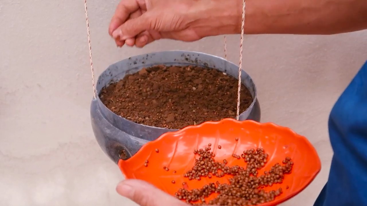 DIY Hängetopf Koriander selber machen