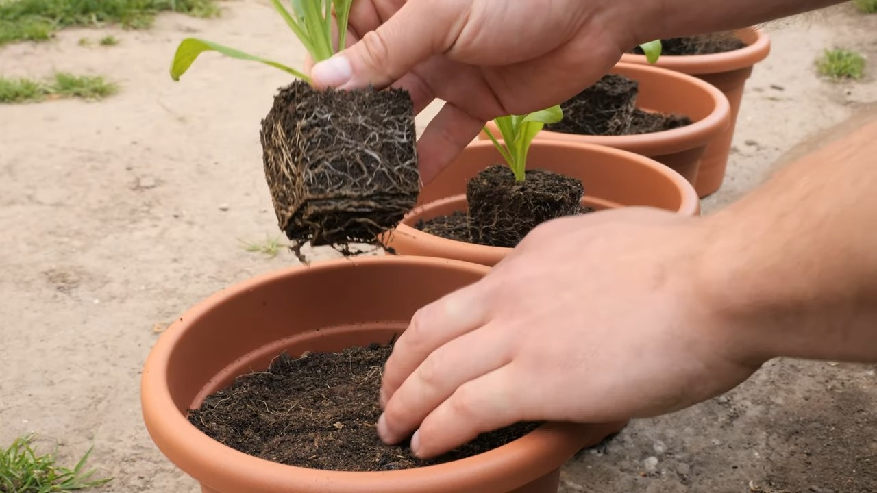 Ringelblumen selber ziehen