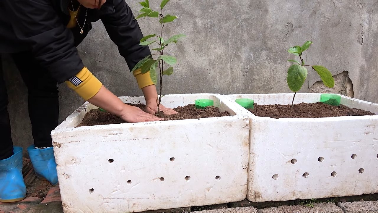 Passionsfrucht Anbau Balkon