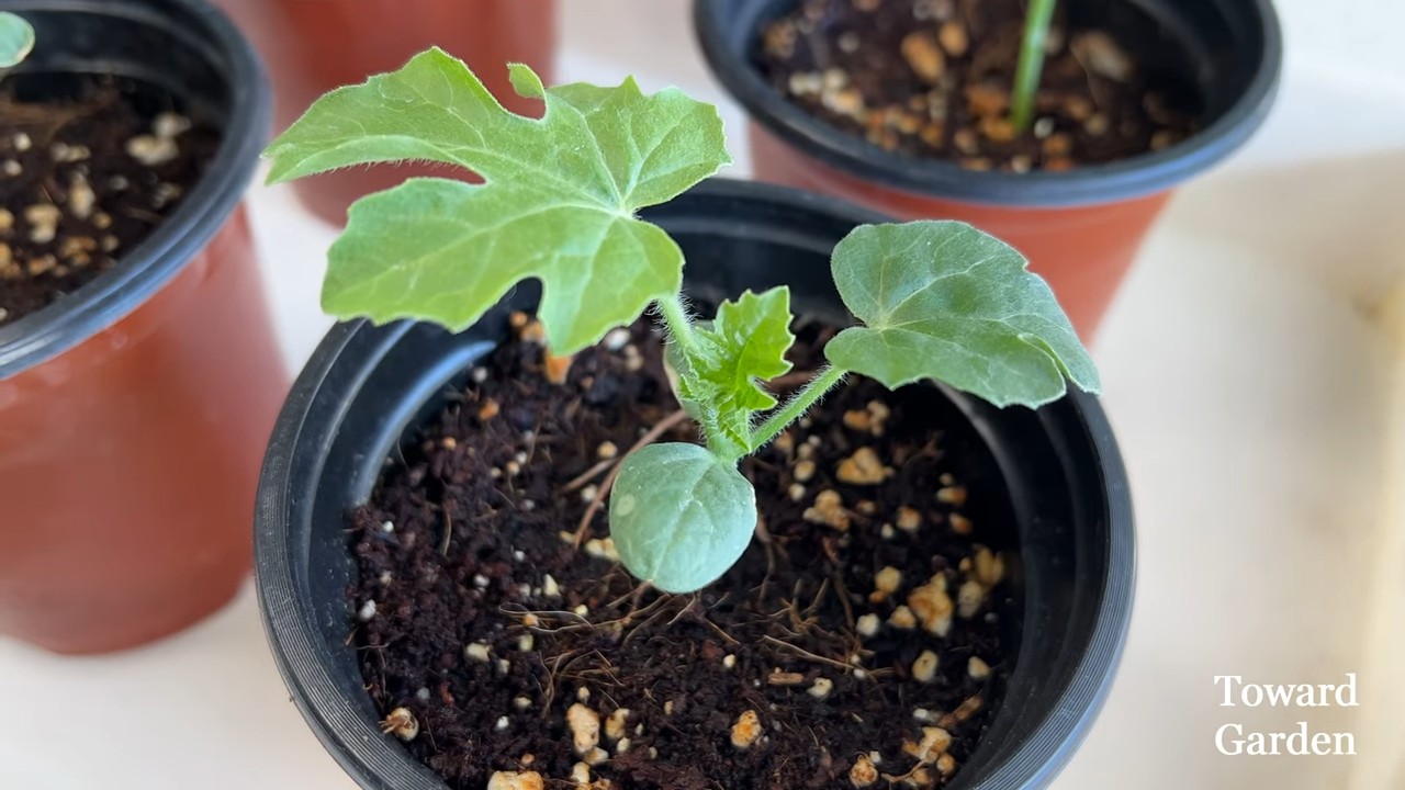 Wassermelone anbauen im Topf