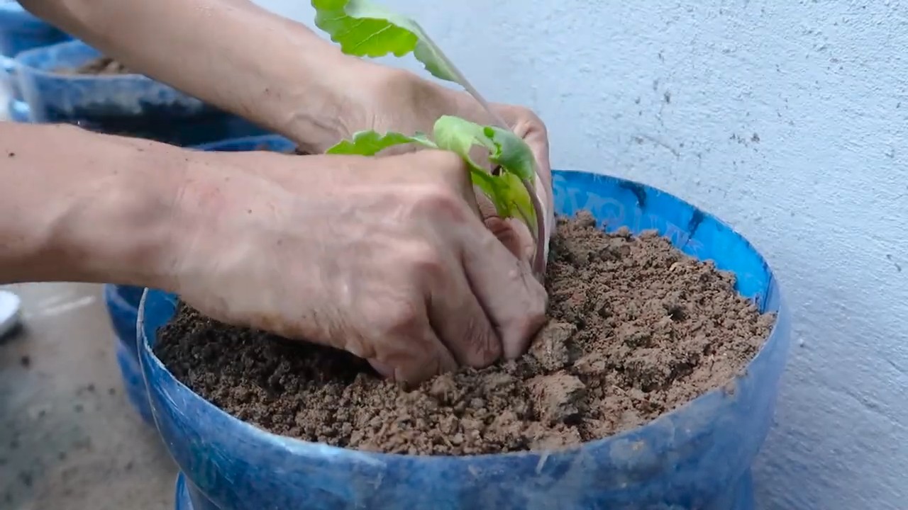 Kohlrabi Anbau mit Flaschen