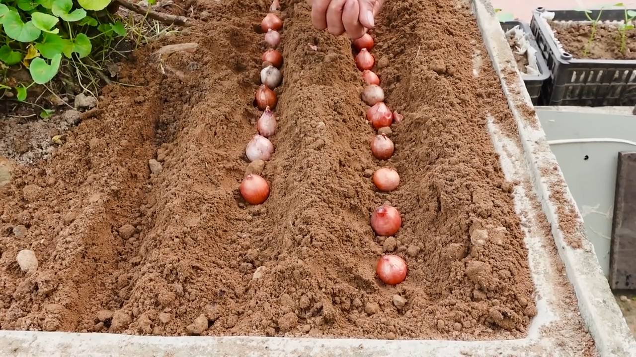 Schnittlauch Anbau Kleine Fläche