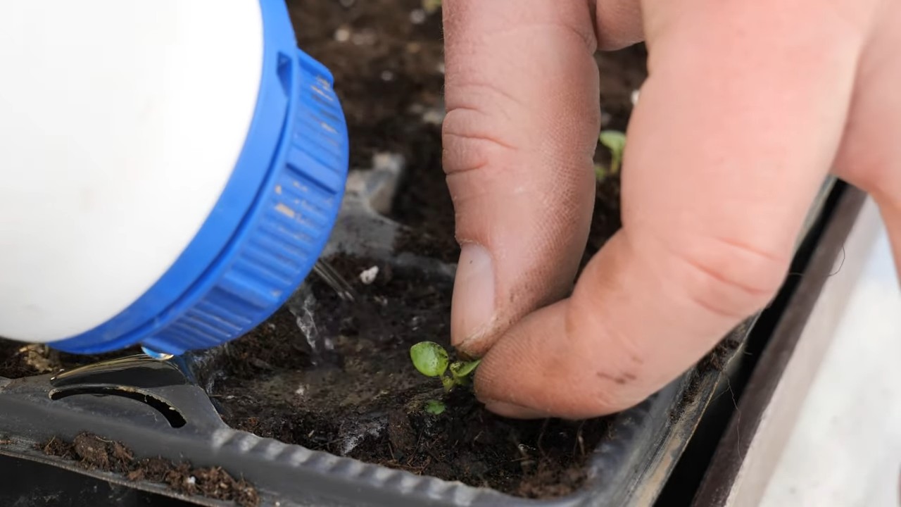 Oregano Anbau Küche