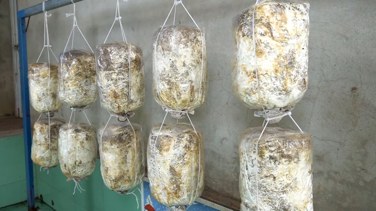 Pilze selbst anbauen Anfänger