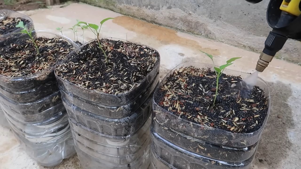 Paprika Anbau ohne Gießen