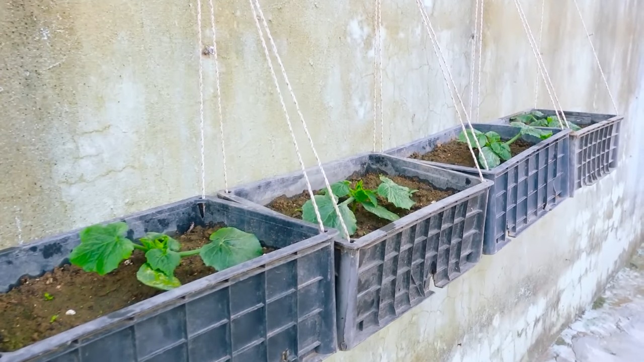 Zucchini Anbau Erfolgreich Gestalten