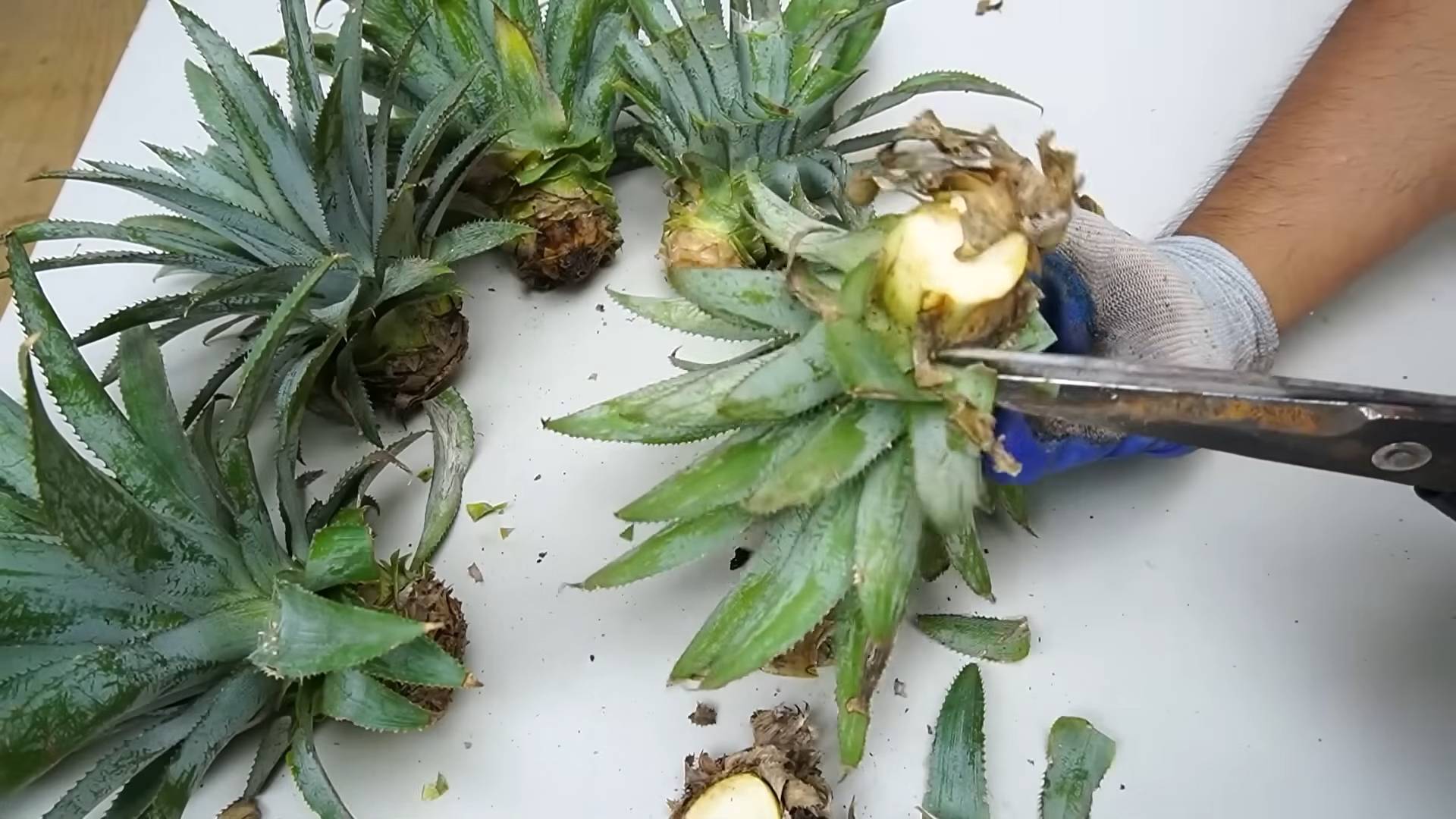 Ananas selber ziehen