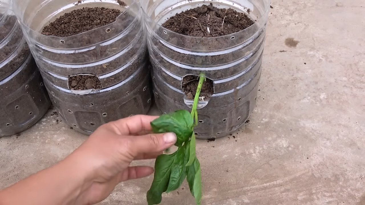 Paprika Anbau mit Flaschen